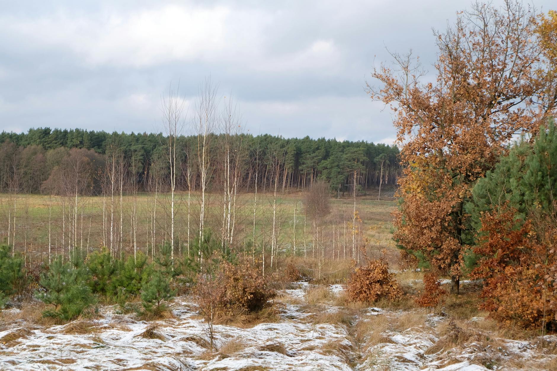 Zbliżenie na młode sadzonki roślin przygotowane do posadzenia w ziemi w ogrodzie, w tle zielona trawa i wiosenna roślinność.